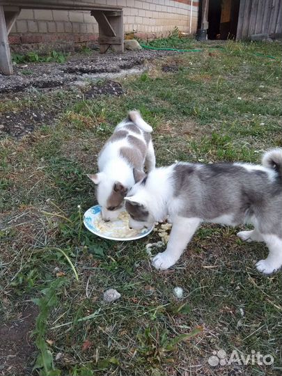 Собака в добрые руки щенок