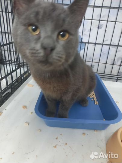 Британский кот