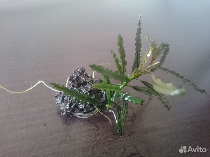 Растения, светильник, аквариум