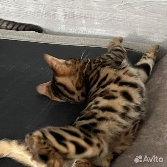 Котята бенгалы