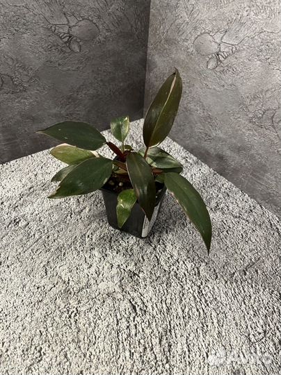 Филодендрон Пинк Принцесс