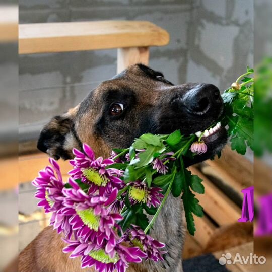 Дрессировка и воспитание собак