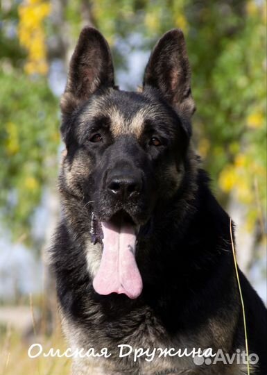 Щенок восточноевропейской овчарки