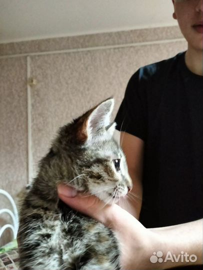 Котята селкирк рекс