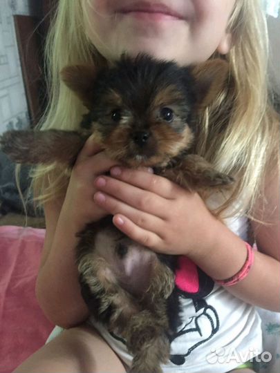 Вязка.Мальчик мини Йорк ищет невесту