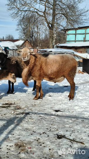 Катумские бараны