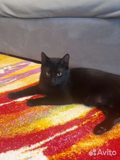 Кошка