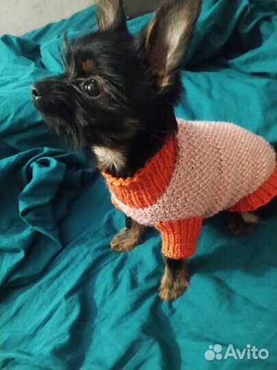 Свитерок для маленькой собачки