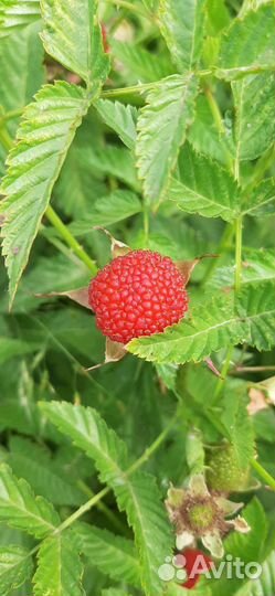 Саженцы малины-клубники