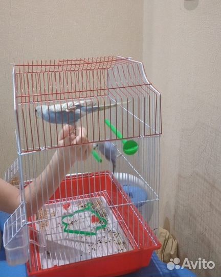 Волнистые попугаи с клеткой