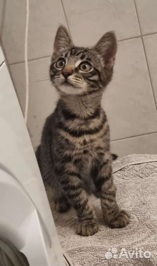 Котенок мальчик