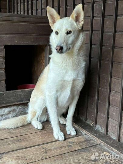 Собака в добрые руки, щенок в дар