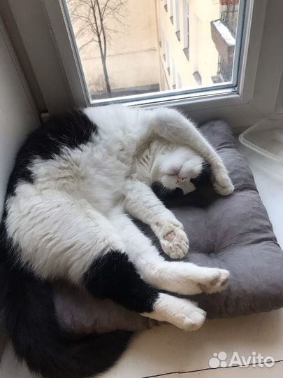 Передержка кошек