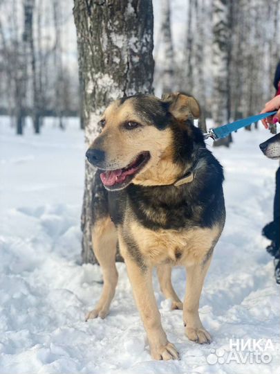 Собака в добрые руки