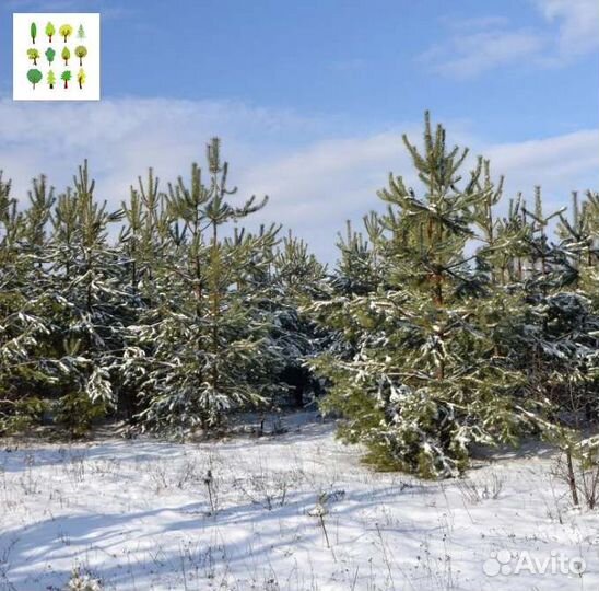 Саженцы сосны опт