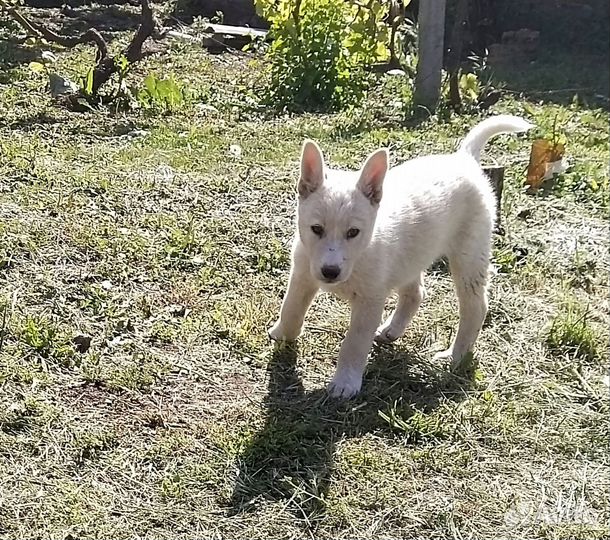 Щенята в добрые руки