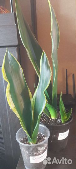 Сансевиерии