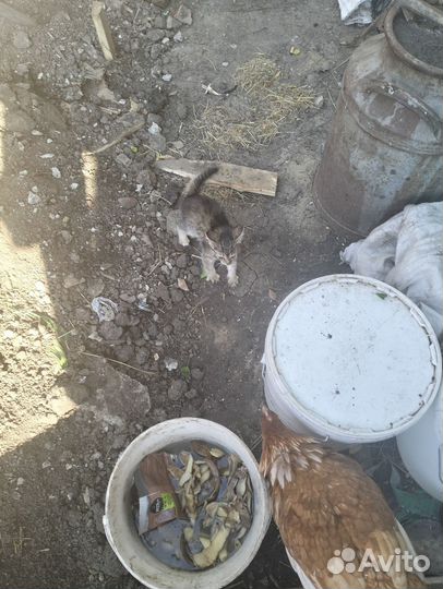 Котята от крысоловки