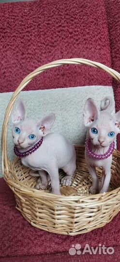 Канадский сфинкс котенок