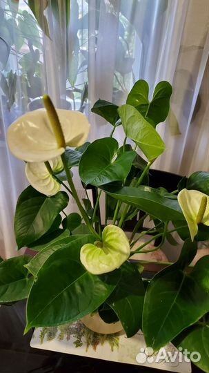 Антуриумы Дакота, Вайт Чемпион