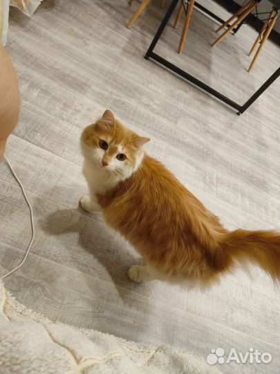 Потерялся рыжий кот