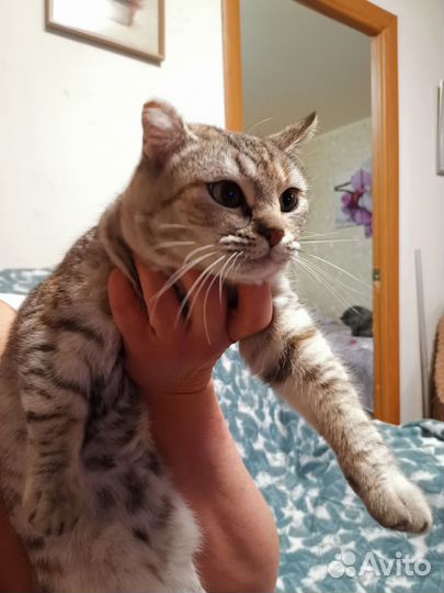 Кошка британка