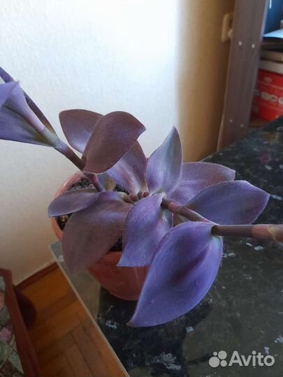 Традесканции