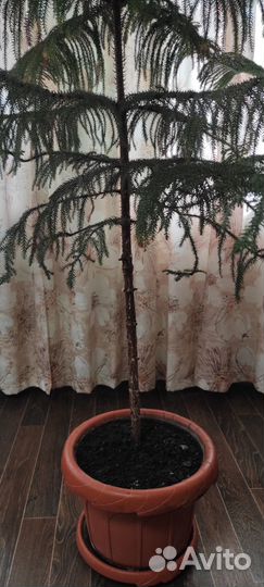 Араукария в горшке