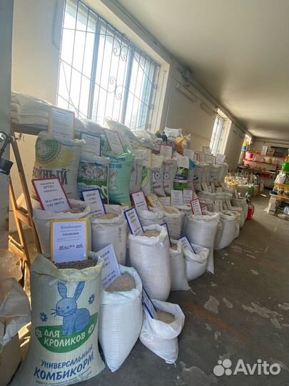 Ракушка морская