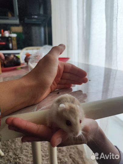 Хомяки джунгарики с клеткой