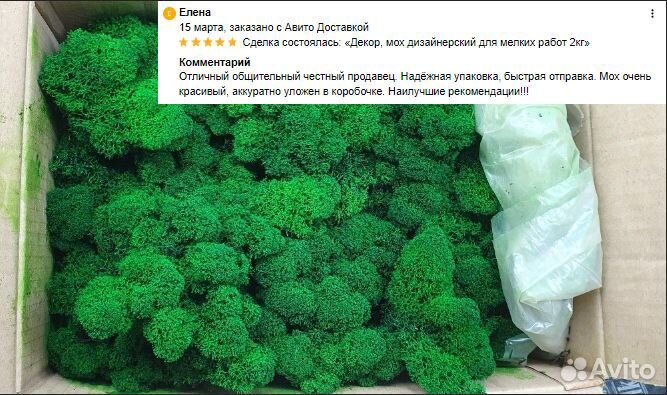 Стабилизированный мох для интерьера помещений