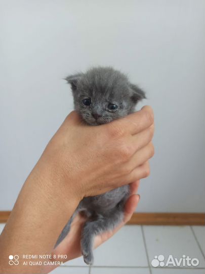 Вислоухий котёнок в добрые руки