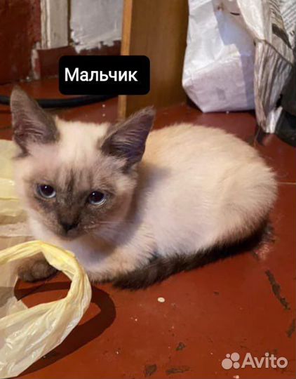 Тайская