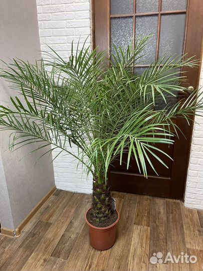 Финиковая пальма робелини комнатные растения