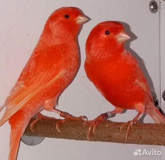 Кенары и канарейки(питомник выставочных птиц)