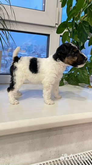 Фокстерьер