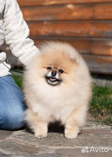 Померанец для вязки