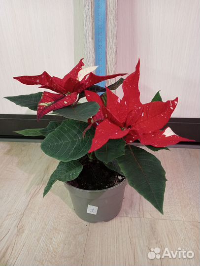 Сингониум, разные виды