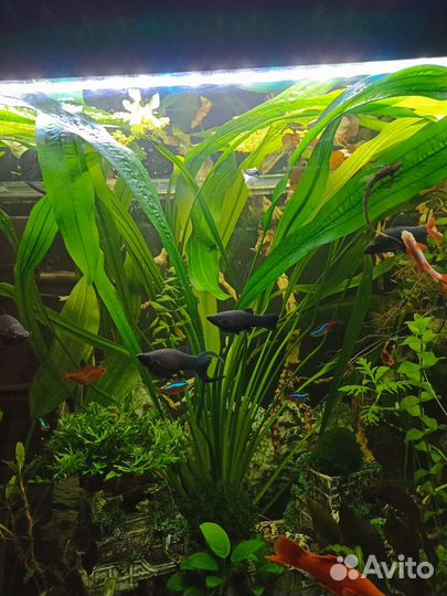 Аквариумные растения, креветки