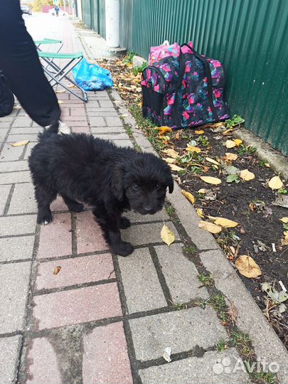 Щеночек девочка