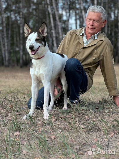 Собака в добрые руки