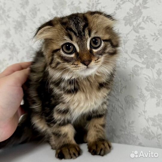 Шотландская кошка