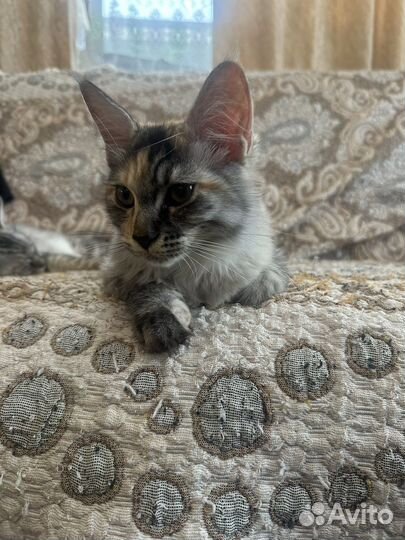 Котята мейн-кун