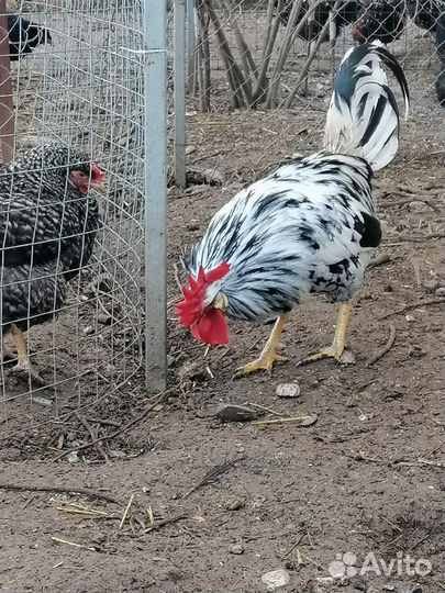 Циплята/Инкубационное яйцо