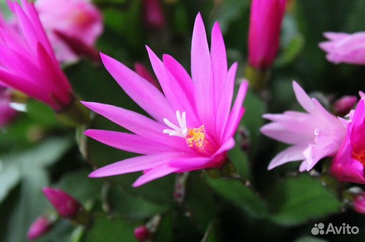 Набор рипсалидопсисов