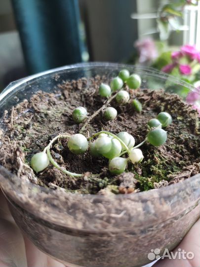 Крестовник Роули вариегатный