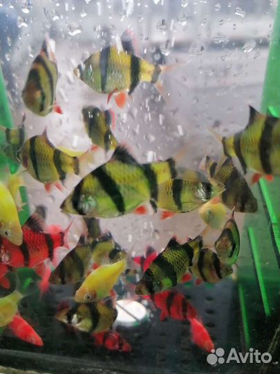 Продам рыбок