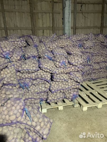 Картофель сорт гала