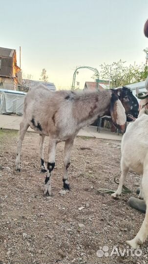 Англо-Нубийский козел 100 вязка, продажа