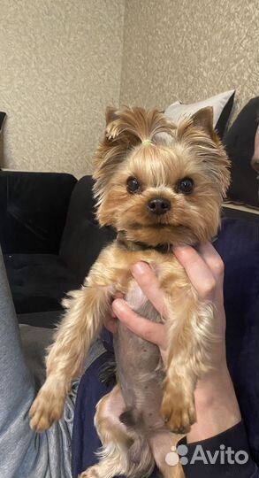 Йорк мини вязка